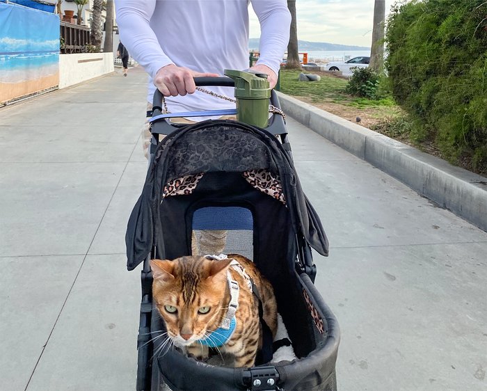 Going for a walk with the cats. 